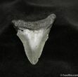 Inch Megalodon Tooth With Serrations #696-1